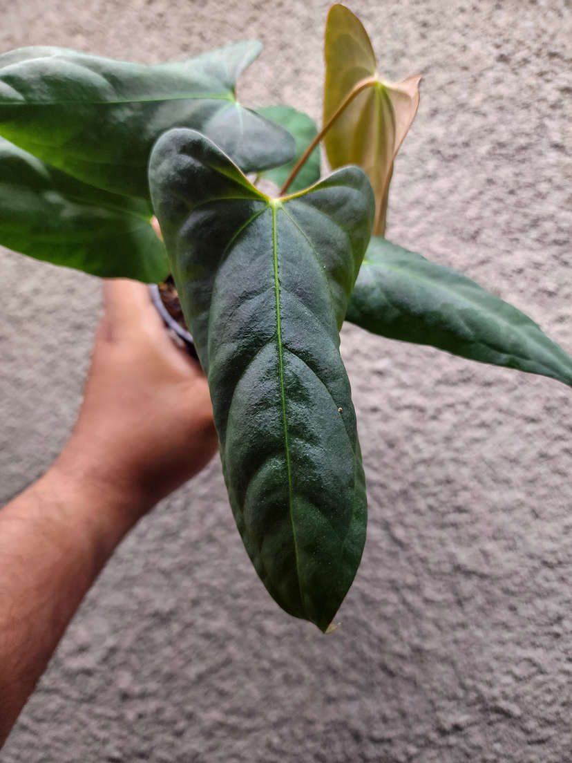 Anthurium Lost Tag NOID