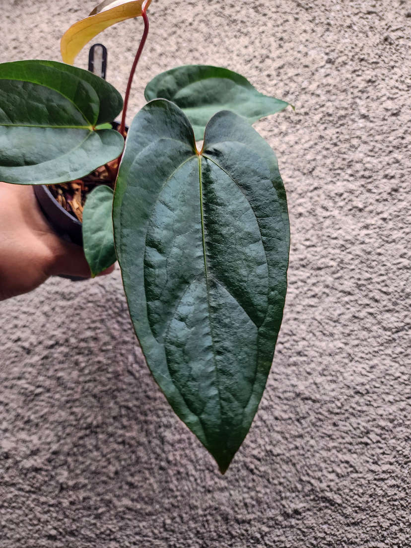 Anthurium Lost Tag NOID
