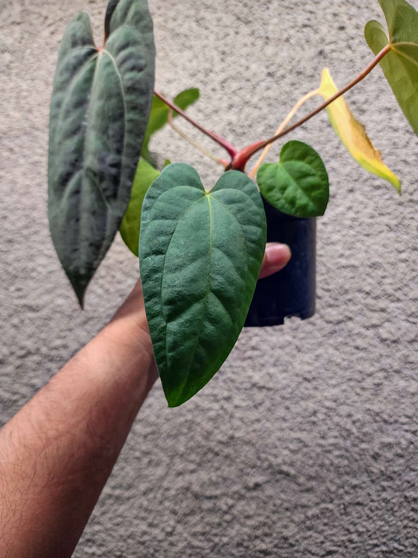 Anthurium Lost Tag NOID