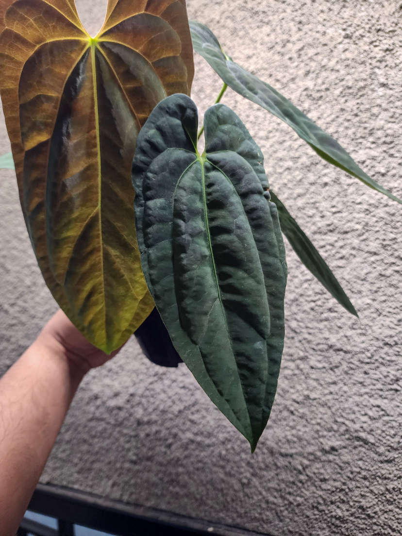 Anthurium Lost Tag NOID