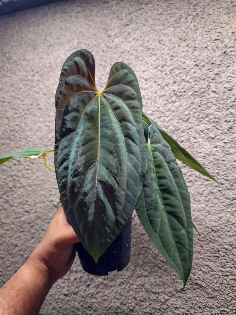 Anthurium Lost Tag NOID