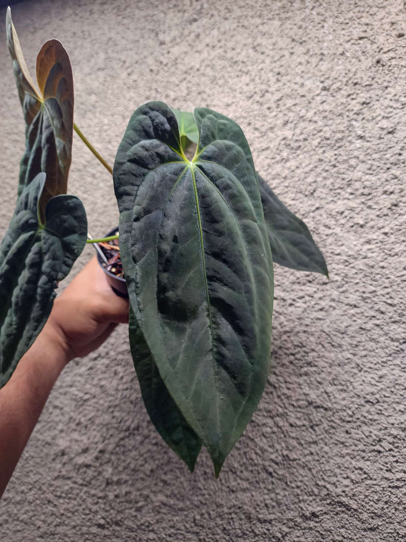 Anthurium Lost Tag NOID