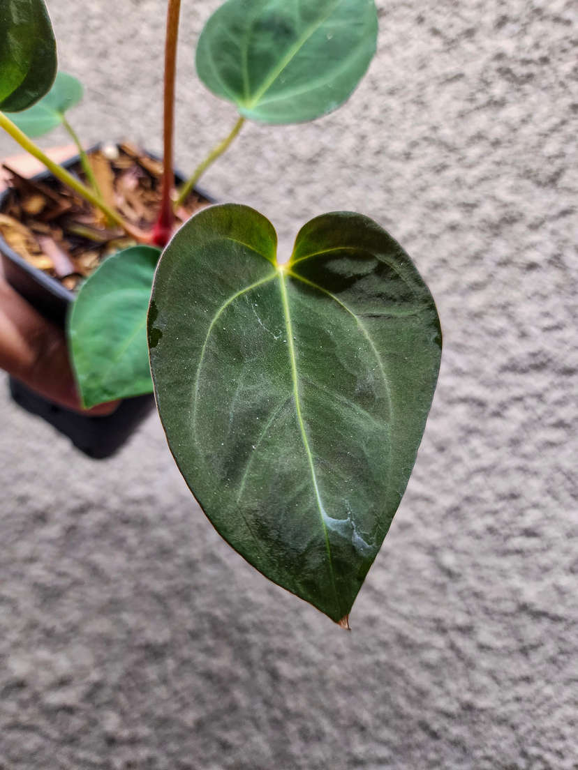 Anthurium Lost Tag NOID