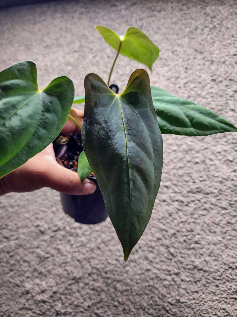 Anthurium Lost Tag NOID
