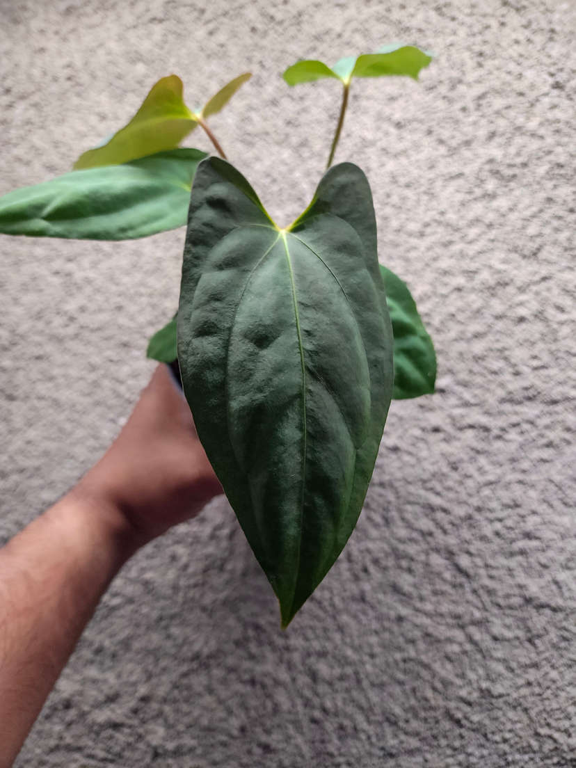 Anthurium Lost Tag NOID