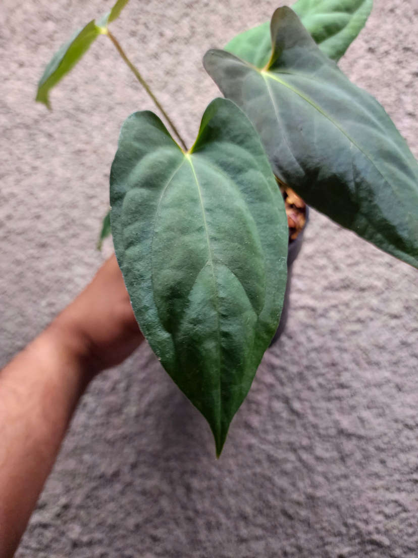 Anthurium Lost Tag NOID