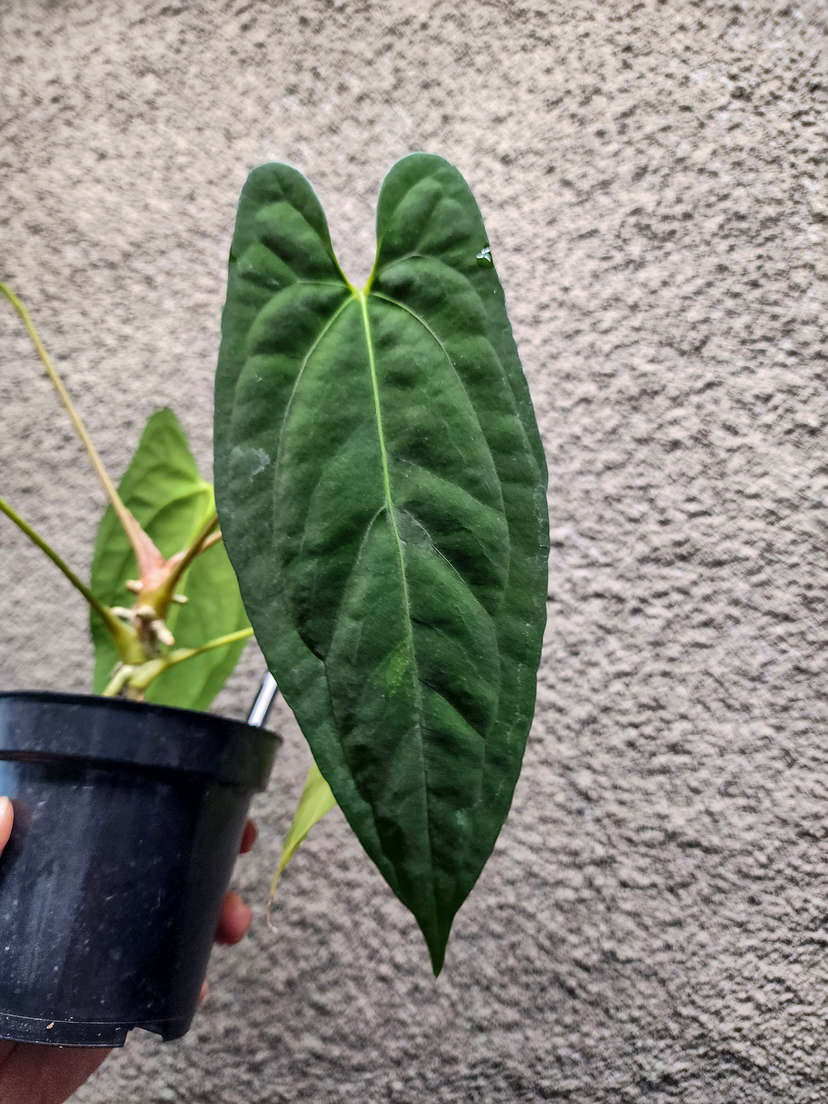 Anthurium Lost Tag NOID
